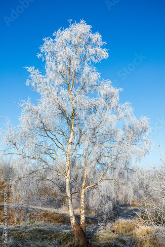 A silver birch tree covered in hoar frost after a receding mist on Rudge Hill Nature Reserve (Scottsquar Hill), Edge Common, Gloucestershire, England UK