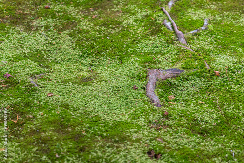 Wooden tree root amond the greenery moss ground in rainforest jungle. Nature and outdoor photo. photo