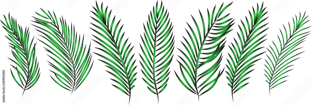 Set of palm leaves. Vector illustration.
