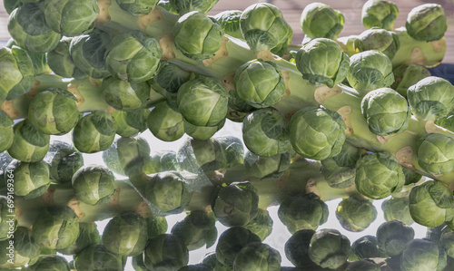 Fresh raw organic green brussel sprouts on stalks on Reflection black background with Natural sunlight. Brussel Sprouts Groninger vegetable, Uncooked Rosenkaal Brussel sprouts, Space for text, Selecti photo