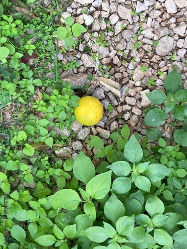 Single orange on the ground with rock and foliage in Palermo Sicily.