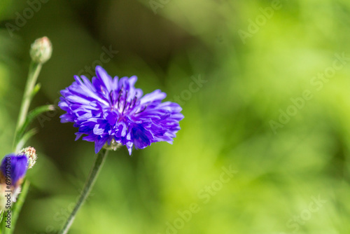 blue flower of a flower