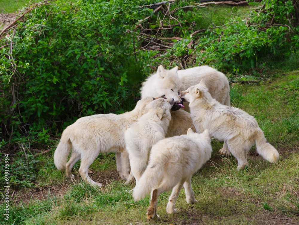 mother wolf and young wolves on a background of green grass mother wolf and young wolves on a background of green grass