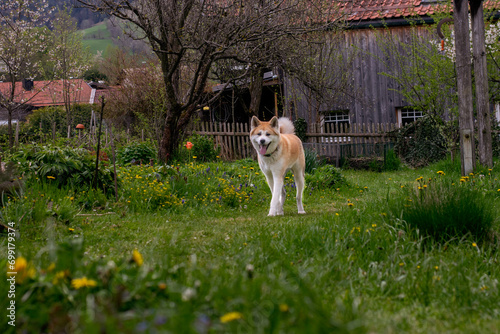 Akita Inu dog walks in the yard.