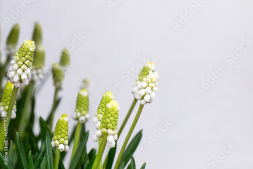 Spring flowers on a gray background  banner.