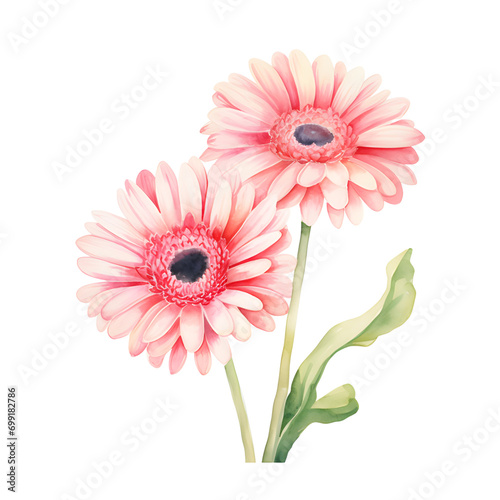 Gerbera Daisy Flower watercolor painting illustration suitable for wedding, greeting card, fabric, textile, wallpaper, ceramic, brand, web design, stationery, cosmetic, social media, scrapbook. 