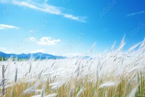 Wheat field with blue sky and mountains in the background  soft focus