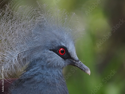 Western crowned pigeon photo