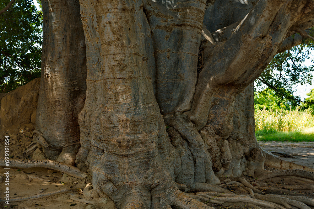 West Africa. Senegal. The sacred baobab Fadial is one of the oldest baobabs, which, according to various estimates, is about 850 years old. Inside the tree there is a large cavity in which bats live. West Africa. Senegal. The sacred baobab Fadial is one of the oldest baobabs, which, according to various estimates, is about 850 years old. Inside the tree there is a large cavity in which bats live.