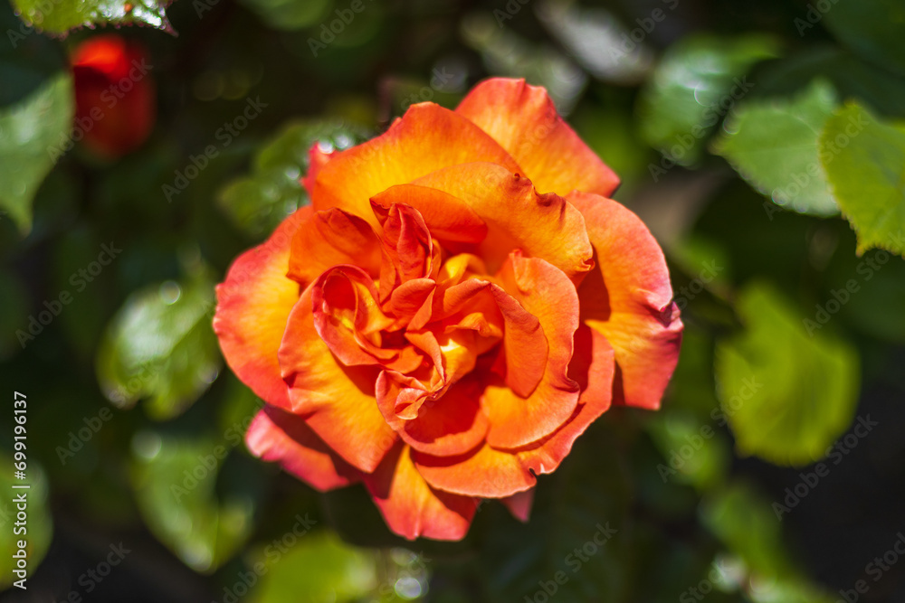 orange rose in garden