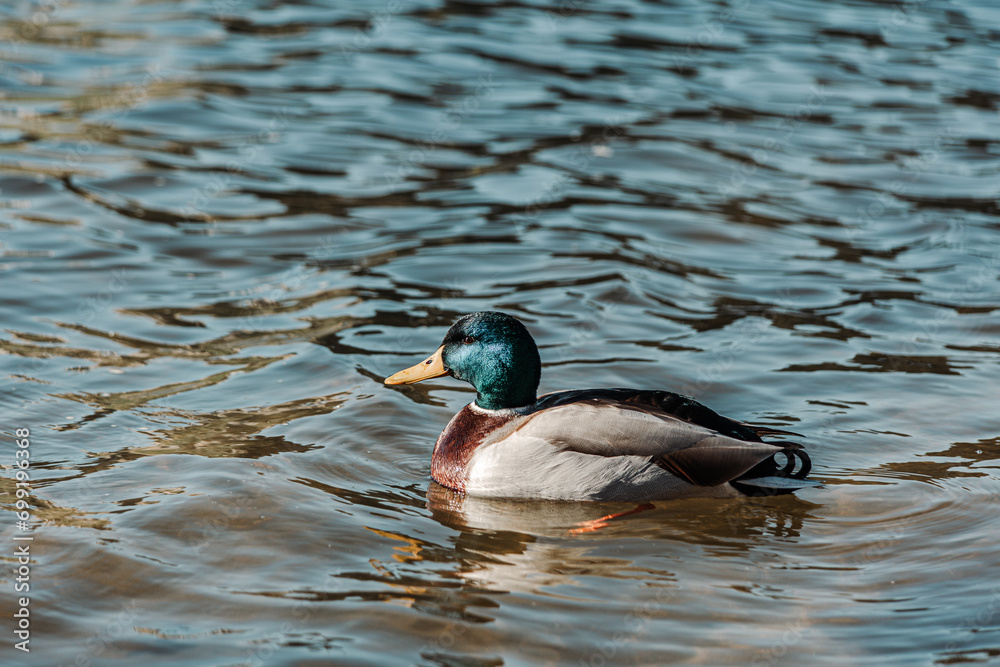 Obraz premium Patos na lagoa nadando