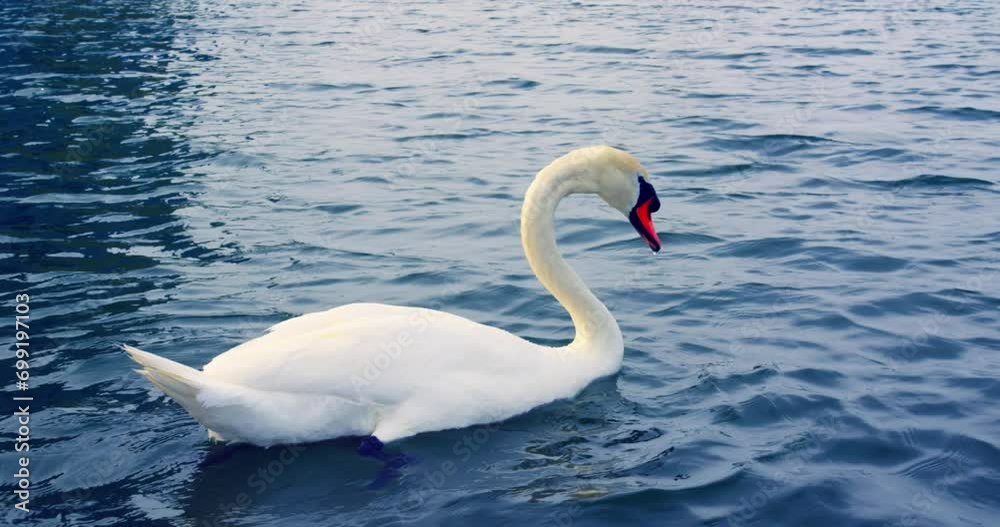 Luxurious swan glides on a beautiful lake close-up cinematic Swan symbolizes nature's beauty peaceful moments. Swan in the serene beautiful lake scene reflecting epic beauty and tranquility. Luxurious swan glides on a beautiful lake close-up cinematic Swan symbolizes nature's beauty peaceful moments. Swan in the serene beautiful lake scene reflecting epic beauty and tranquility.