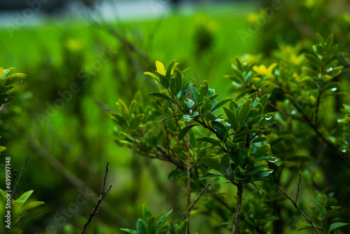 close up of green leaves