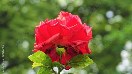 red rose in the garden
