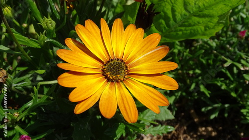 yellow flower in the garden