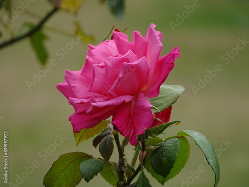 pink rose flower
