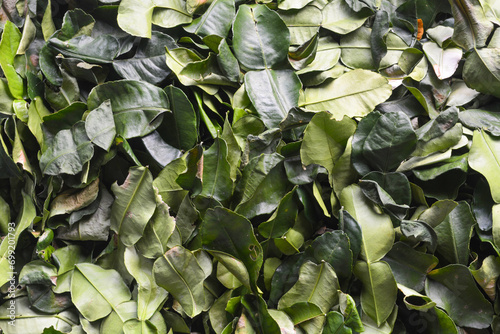 Close up photo of kaffir lime leaves. for cooking ingredients