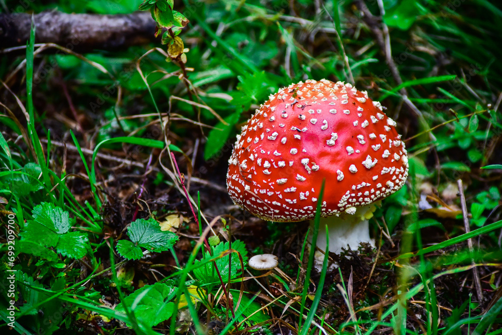 Forest mushrooms poisonous fly agaric summer day botany walk through the forest red mushroom. Forest mushrooms poisonous fly agaric summer day botany walk through the forest red mushroom.