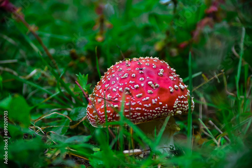 Tableau sur toile Forest mushrooms poisonous fly agaric summer day botany walk through the forest red mushroom