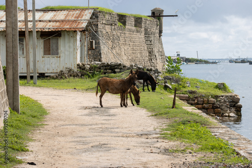 Donkeys in front of the mannar fort in Sri Lanka photo