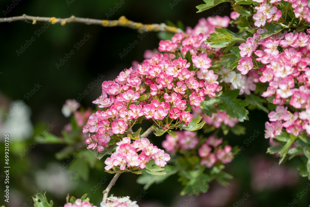 close-up of early summer beautiful detailed pink and white Hawthorn flowers (Crataegus monogyna) close-up of early summer beautiful detailed pink and white Hawthorn flowers (Crataegus monogyna)