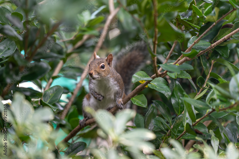 Sciurus carolinensis, common name eastern gray squirrel or grey squirrel Sciurus carolinensis, common name eastern gray squirrel or grey squirrel