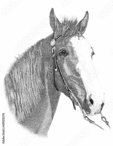 Vászonkép Tennessee Walking Horse Pen & Ink Portrait