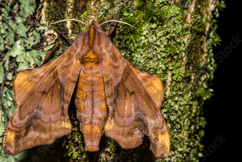 Small-eyed Sphinx Moth - Paonias myops © ondreicka