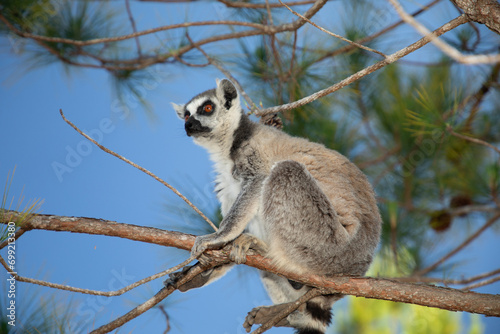 Fototapeta Naklejka Na Ścianę i Meble -  ring-tailed gray lemur in natural environment Madagascar