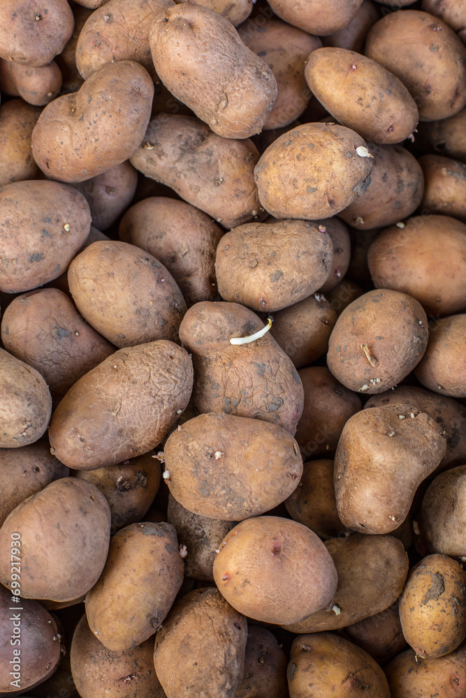 Lots of raw young potatoes, potato harvest Lots of raw young potatoes, potato harvest