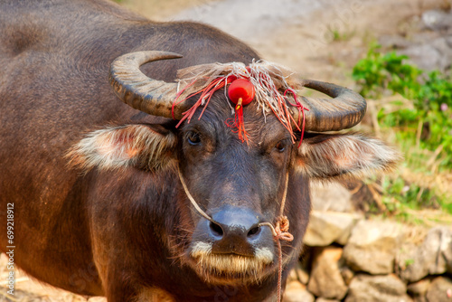 Photos an asian water buffalo with a red headdress and large horns