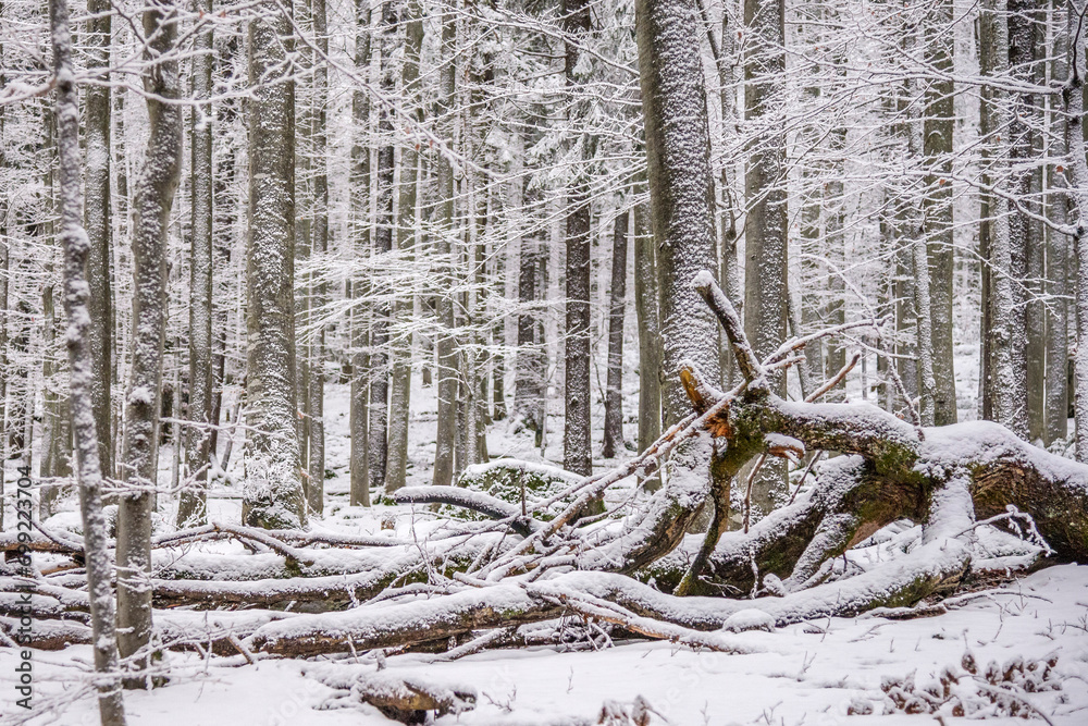 Fototapeta premium Winterwald