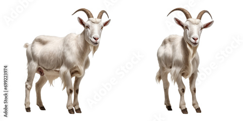 Majestic Goat in transparent background PNG