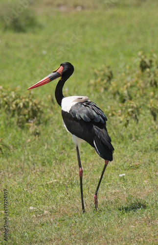 Saddle-billed stork (Ephippiorhynchus senegalensis) in Tarangire National Park.