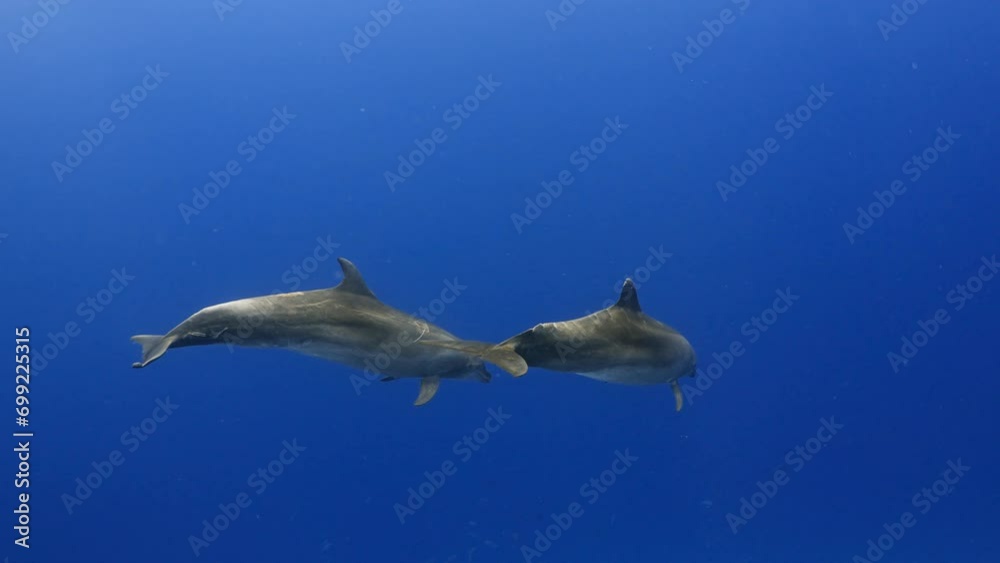 Middle Dolphin Dolphins in close up view, filmed underwater in the pass of Tiputa in ...