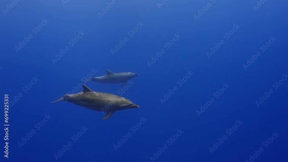 Middle Dolphin Dolphins in close up view, filmed underwater in the pass of Tiputa in ...