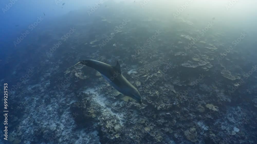 Dolphins in close up view, filmed underwater in the pass of Tiputa in the atoll of Rangiroa in the French Polynesia in the middle of the South Pacific Dolphins in close up view, filmed underwater in the pass of Tiputa in the atoll of Rangiroa in the French Polynesia in the middle of the South Pacific