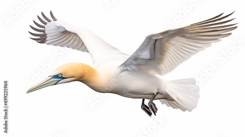 Northern Gannet on a white background isolated on white background, - Created using AI Generative Technology photo