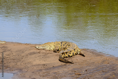 Nile Crocodile (Crocodylus niloticus or "Mamba" in Swaheli) in the Serengeti National park Tanzania
