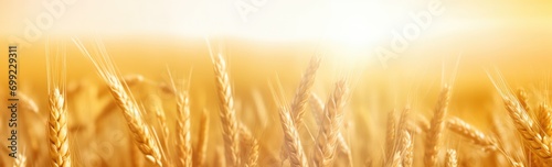 Wheat field. Ears of golden wheat close up. Beautiful Nature Sunset Landscape. 