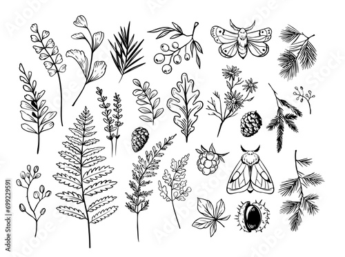 Forest plants and herbs, moths, spruce branches. Doodle vector illustration