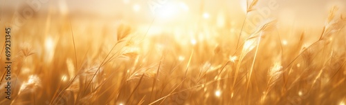 Wheat field. Ears of golden wheat close up. Beautiful Nature Sunset Landscape. Rural Scenery under Shining Sunlight. Background of ripening ears of meadow wheat field. Rich harvest Concept