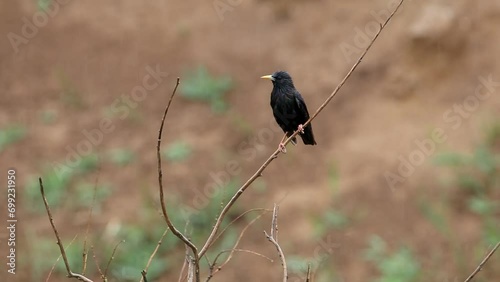 A starling is sitting on a branch. It's raining. The bird is wet. Video from Cuculus canorus photo