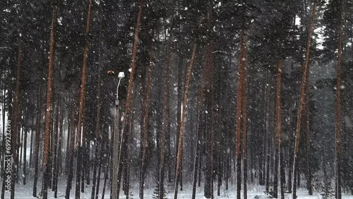 snowstorm in the forest in winter. Russia late December