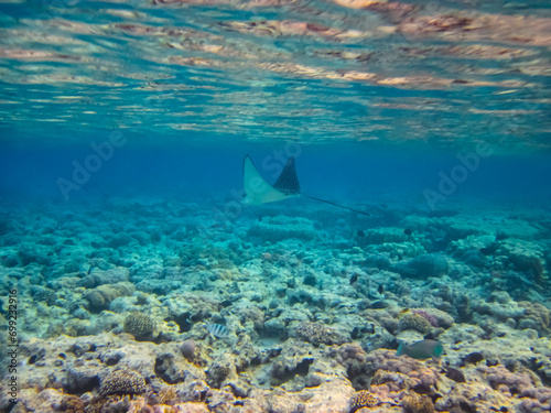 Eagle ray in the expanses of the coral reef of the Red Sea