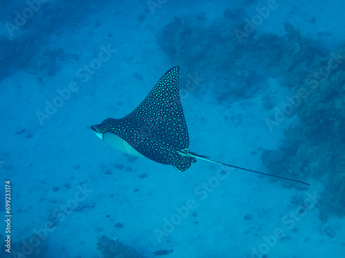 Eagle ray in the expanses of the coral reef of the Red Sea