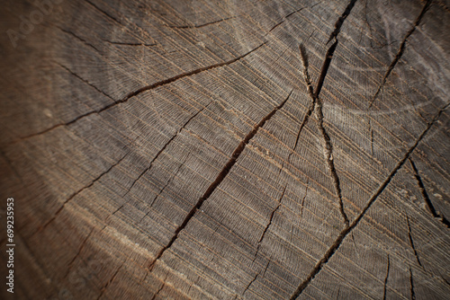 Surface of old tree bark, tree bark texture