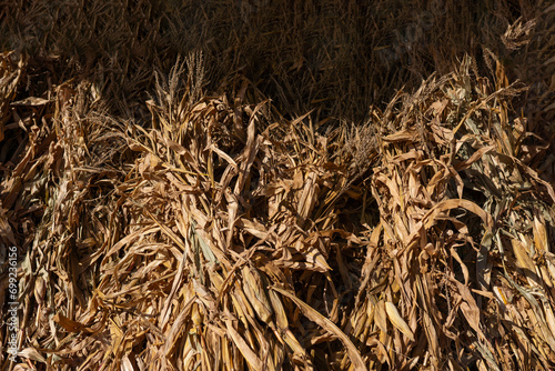 Dried cornstalks' feet rest atop a barn's wagon in the rustic countryside. A quintessential scene capturing the agricultural charm of rural life.