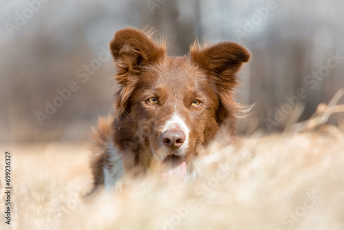 pies rasy border collie brązowo biały leżący w jesiennej trawie