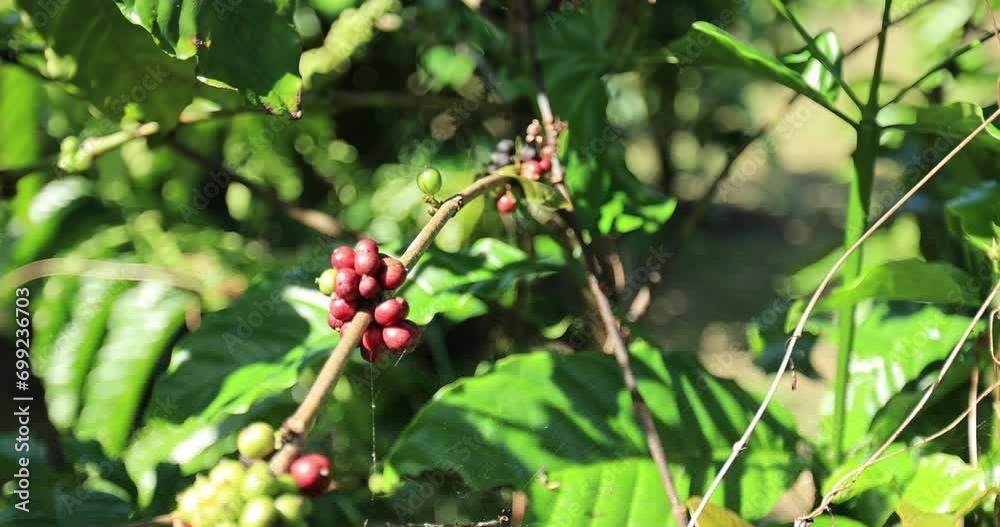 Coffee beans grow on tree Coffee beans grow on tree